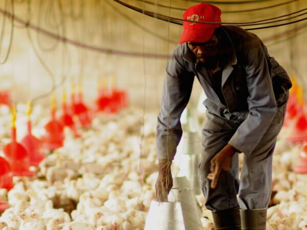 Chicken Farm Labourer Jobs in Canada