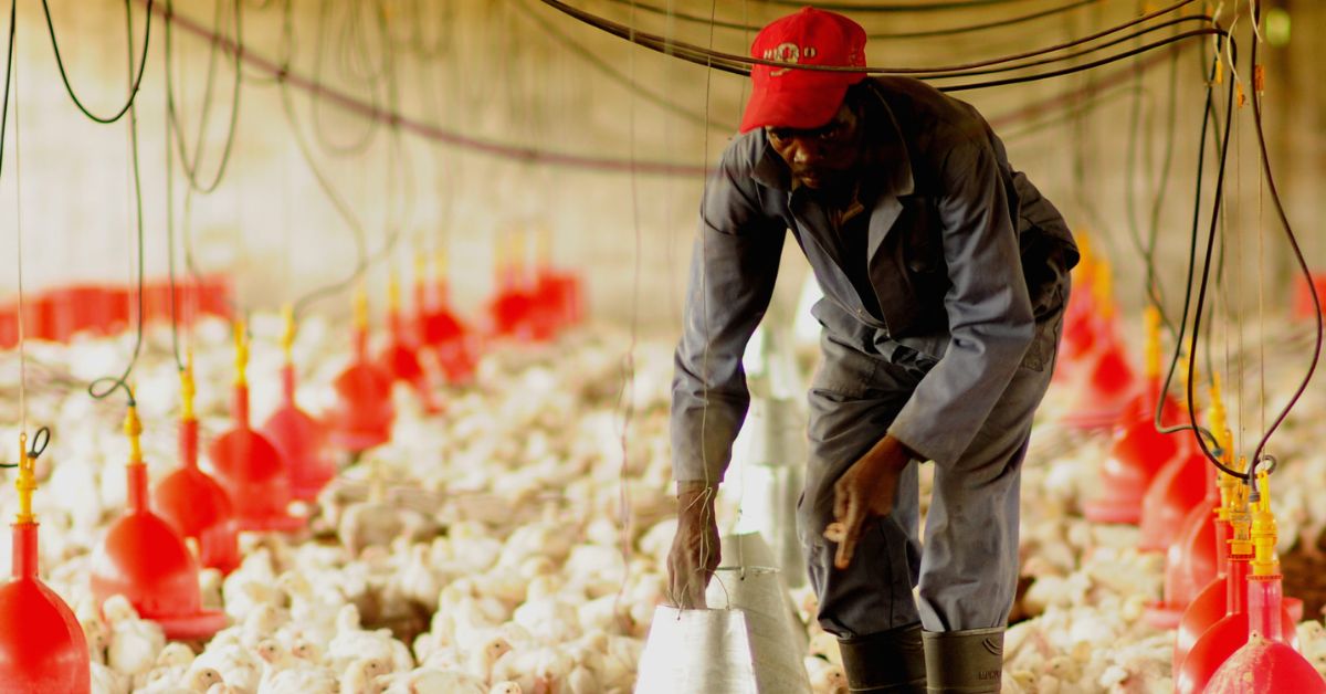 Chicken Farm Labourer Jobs in Canada